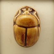 Brown Scarab