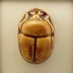 Brown Scarab